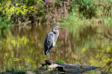 Great Blue Heron Standing On A Log In The River