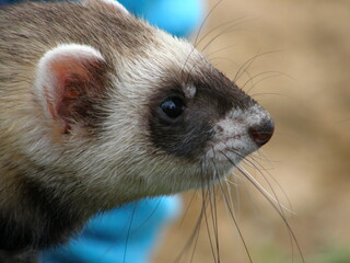 Domestic ferrets (Mustela) close-up on a walk. Saint-Petersburg, Russia.