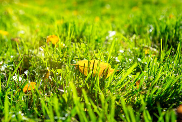 Yellow leaf in grass