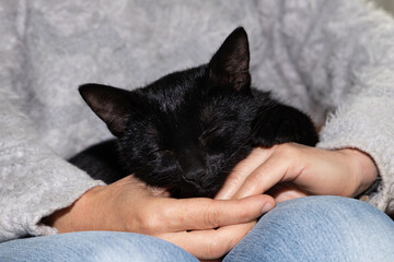 Black cat sleeping in the hands of its owner