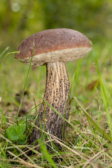 Brown birch bolete. Edible mushroom.
