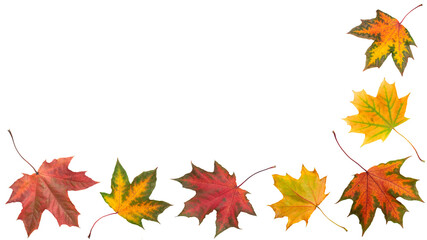 Autumn orange  leaves falling down Isolated on white background