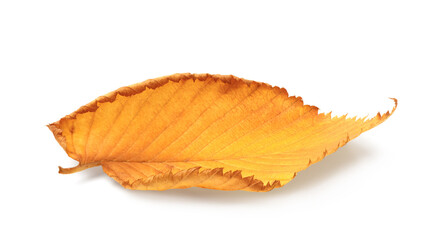 Autumn leaf isolated on white background with shadows, clipping path  for isolation without shadows...