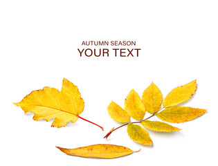 Autumn yellow orange leaves falling down Isolated on white background