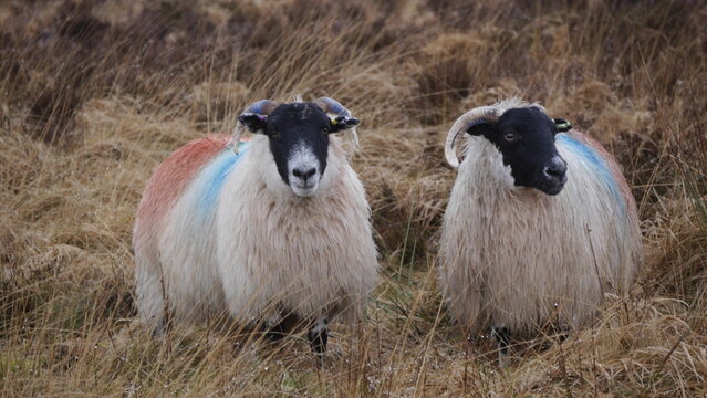 Markierte Blackface Schafe in Exmoor, England