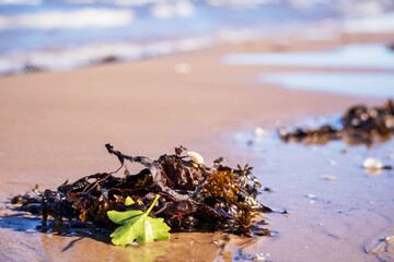 Brown seaweed with a green leaf in beach sand with a beach water background