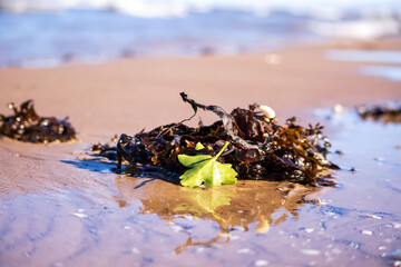 Brown seaweed with a green leaf in beach sand with a beach water background