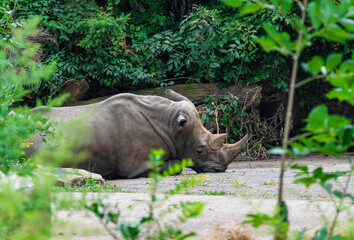 Fototapeta premium white rhino walking in the grass
