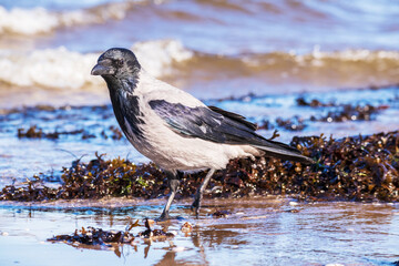 A black crow standing ond the sea sand next to the water
