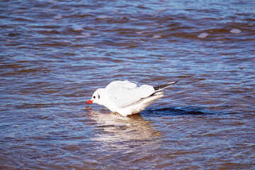 A white seagull in the sea eating fish