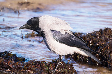 A black crow standing ond the sea sand next to the water