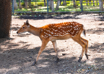 Sika deer at Changchun Zoo in Jilin province