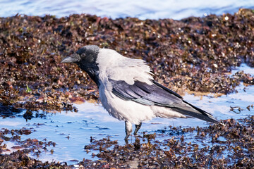 A black crow standing ond the sea sand next to the water