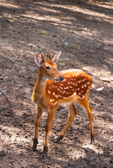 Sika deer at Changchun Zoo in Jilin province