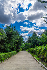 path in the forest