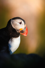 Puffin in evening light