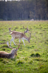 deer in the forest