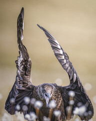 Great skua with wings raised