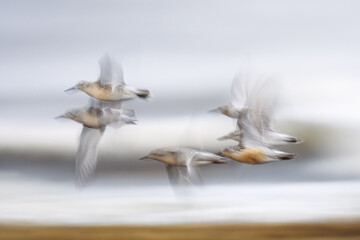 Red knots flying by, photographed with a slow shutter speed