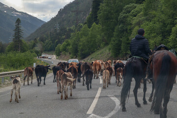 herd of cows on the asphalt road in the mountains
