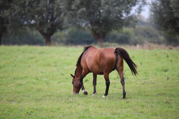 Chveaux Normandie