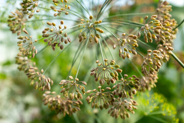 Dill plant with seeds, close-up. Large inflorescence of dill on green background for publication, design, poster, calendar, post, screensaver, wallpaper, card, banner, cover, website