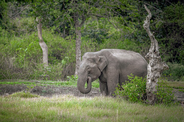 elephant in the wild