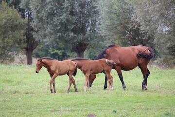 Chveaux Normandie