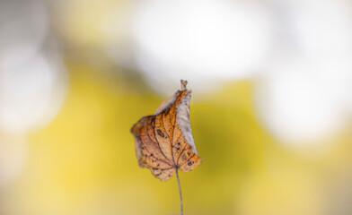 butterfly on a leaf