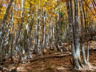 Colorful trees in Logar valley, Slovenia