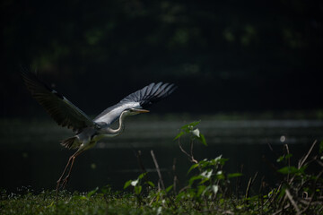 Grey heron flying on lake