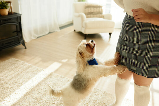 Indoor picture of funny little pet dog sticking tongue, standing on back paws leaning on girl in plaid skirt and white stockings in cozy fashionable light living-room. Life with pets