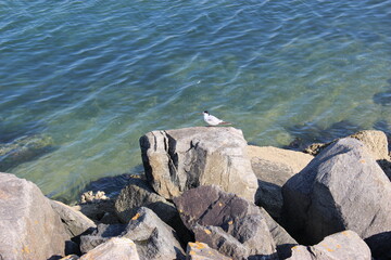 Sterne sur un rocher au Croisic 2