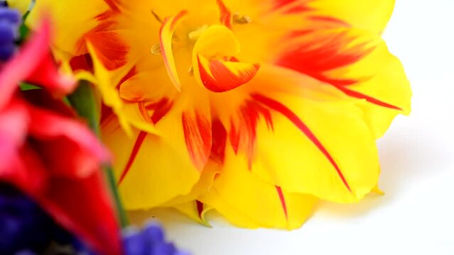 Spring bouquet. Shooting on a white background