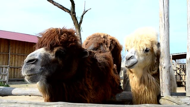 Shooting in May. Camels in a zoo
