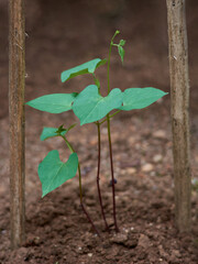 young green beans plant grow in the garden, also known as fresh beans, string beans or snaps, fast growing vegetable vine with soil, selective focus with copy space