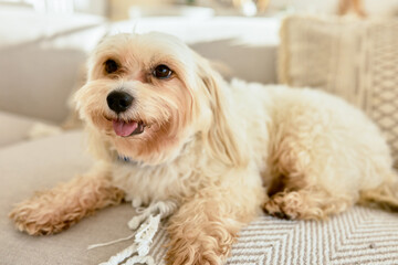 Cute little chinese crested dog with beige fluffy fur lying on sofa sticking tongue, having rest after walking outside, looking funny and adorable with small paws, black nose and eyes