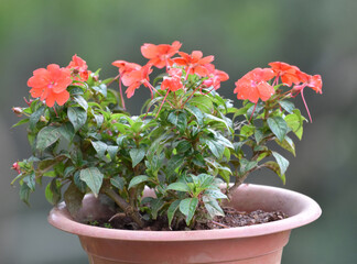 impatiens flower on a pot