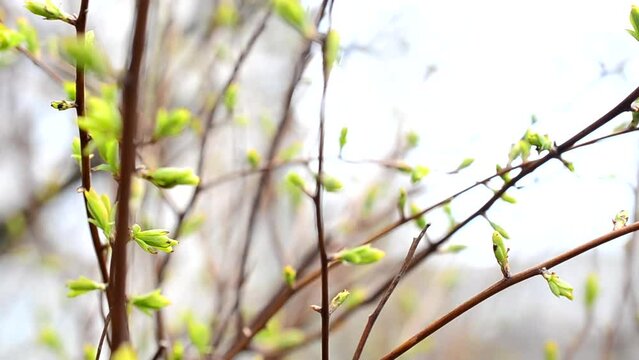 Spring leaves on a tree. Foliage against light