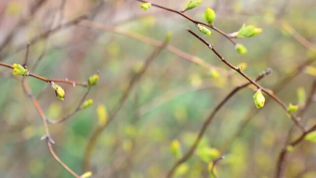 Foliage against light. Spring leaves on a tree