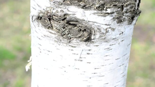 Birch and its trunk. Shooting of birches and bark