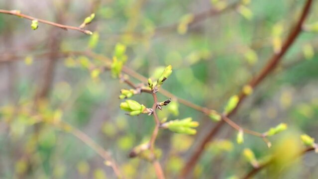 Sunshine in park. Spring leaves on a tree