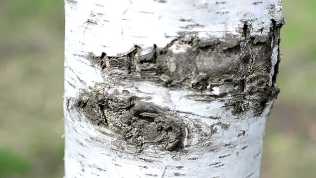 Birch trunk. Shooting with conducting