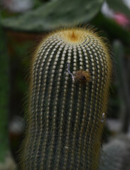 golden barrel cactus