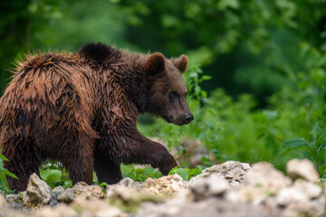 Obraz premium Wild Brown Bear (Ursus Arctos) in the summer forest. Animal in natural habitat