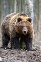 Obraz premium Wild Brown Bear (Ursus Arctos) in the autumn forest. Animal in natural habitat