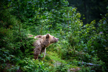 Wild Brown Bear (Ursus Arctos) in the summer forest. Animal in natural habitat
