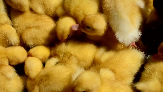 Little ducklings. Newborn ducklings