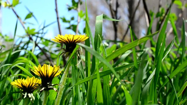Dandelions among a grass. Shooting in the spring