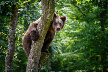 Wild Brown Bear (Ursus Arctos) in the summer forest on tree. Animal in natural habitat
